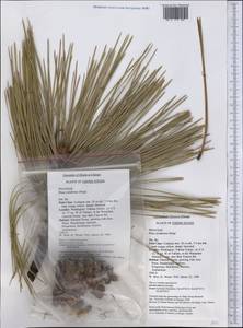 Pinus ponderosa Douglas ex C. Lawson, Америка (AMER) (США)