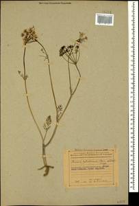 Elwendia cylindrica (Boiss. & Hausskn.) Pimenov & Kljuykov, Кавказ, Азербайджан (K6) (Азербайджан)