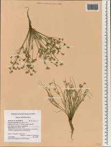 Juncus hybridus Brot., Зарубежная Азия (ASIA) (Кипр)