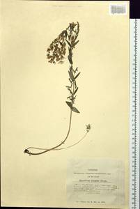 Зверобой изящный Steph. ex Willd., Сибирь, Алтай и Саяны (S2) (Россия)