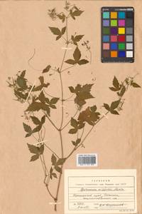 Герань Уилфорда Maxim., Сибирь, Дальний Восток (S6) (Россия)