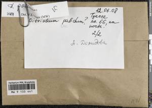 Pleuridium pallidum (Hedw.) Jan Kučera & Fedosov, Гербарий мохообразных, Мхи - Северный Кавказ и Предкавказье (B12) (Россия)