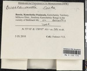 Bucklandiella laeta (Besch. & Cardot) Bedn.-Ochyra & Ochyra, Гербарий мохообразных, Мхи - Чукотка и Камчатка (B21) (Россия)