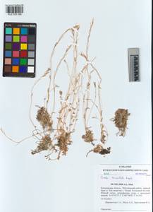 KUZ 005 058, Draba lanceolata Royle, Сибирь, Алтай и Саяны (S2) (Россия)