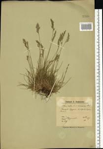 Овсяница красная L., Восточная Европа, Северный район (E1) (Россия)