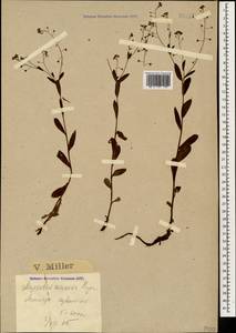 Myosotis dissitiflora Baker, Кавказ, Краснодарский край и Адыгея (K1a) (Россия)