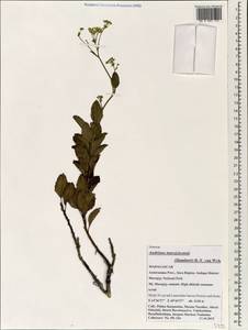 Andriana marojejyensis (Humbert) B.-E. van Wyk, Африка (AFR) (Мадагаскар)