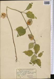 Alkekengi officinarum Moench, Средняя Азия и Казахстан, Западный Тянь-Шань и Каратау (M3) (Узбекистан)