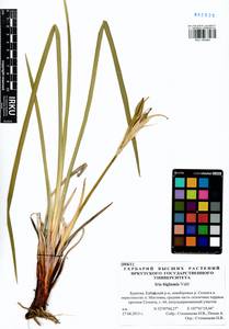 Iris lactea f. biglumis (Vahl) Kitag., Сибирь, Прибайкалье и Забайкалье (S4) (Россия)