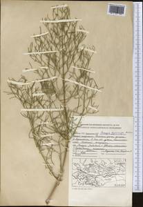 Prangos pabularia subsp. gyrocarpa (G. A. Kuzmina) Lyskov & Pimenov, Средняя Азия и Казахстан, Памир и Памиро-Алай (M2) (Киргизия)
