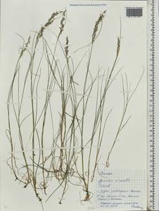 Полевица виноградниковая Schreb., Восточная Европа, Белоруссия (E3a) (Белоруссия)