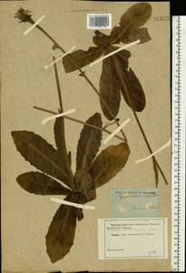 Trommsdorffia maculata (L.) Bernh., Восточная Европа, Северо-Западный район (E2) (Россия)