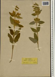 Phlomis armeniaca Willd., Зарубежная Азия (ASIA) (Турция)