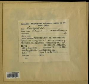 Abietinella abietina (Hedw.) M. Fleisch., Гербарий мохообразных, Мхи - Центральное Нечерноземье (B6) (Россия)