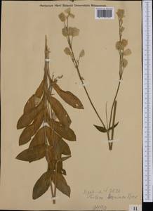 Silene vulgaris subsp. glareosa (Jordan) Marsden-Jones & Turrill, Западная Европа (EUR) (Венгрия)