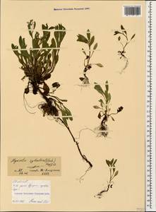 Незабудка лесная Ehrh. ex Hoffm., Кавказ, Северная Осетия, Ингушетия и Чечня (K1c) (Россия)