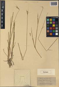Triticum monococcum subsp. aegilopoides (Link) Thell., Зарубежная Азия (ASIA) (Турция)