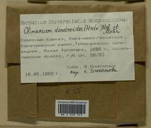 Climacium dendroides (Hedw.) F. Weber & D. Mohr, Гербарий мохообразных, Мхи - Северный Кавказ и Предкавказье (B12) (Россия)