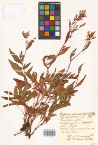 Кенигия аянская (Regel & Tiling) J.H.Xue, Chepinoga & K.P.Ma, Сибирь, Дальний Восток (S6) (Россия)