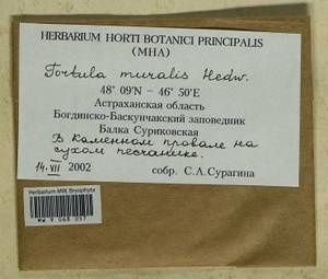 Tortula muralis Hedw., Гербарий мохообразных, Мхи - Нижний Дон и Нижняя Волга (B11) (Россия)