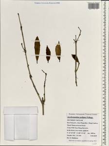Aeschynanthus poilanei Pellegr., Зарубежная Азия (ASIA) (Вьетнам)