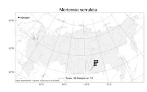 Mertensia serrulata (Turcz.) DC., Атлас флоры России (FLORUS) (Россия)