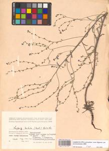 Липучка бородчатая (M.Bieb.) Gürke, Восточная Европа, Нижневолжский район (E9) (Россия)