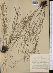 Limonium remotispiculum (Lacaita) Pignatti, Западная Европа (EUR) (Италия)