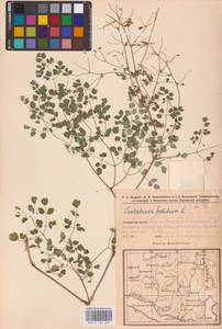Василисник вонючий L., Восточная Европа, Восточный район (E10) (Россия)