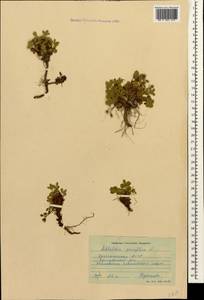 Сиббальдия мелкоцветковая Willd., Кавказ, Дагестан (K2) (Россия)