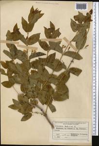 Жимолость татарская L., Средняя Азия и Казахстан, Северный и Центральный Тянь-Шань (M4) (Киргизия)