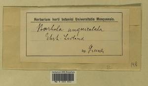 Barbula unguiculata Hedw., Гербарий мохообразных, Мхи - Прибалтика (B1) (Неизвестно)