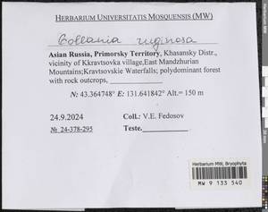 Gollania ruginosa (Mitt.) Broth., Гербарий мохообразных, Мхи - Дальний Восток (без Чукотки и Камчатки) (B20) (Россия)