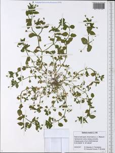 Звездчатка средняя, Мокрица (L.) Vill., Сибирь, Чукотка и Камчатка (S7) (Россия)