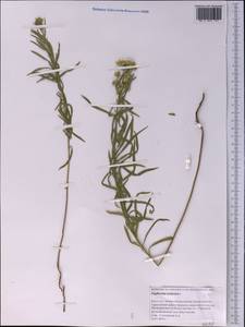 Молочай уральский Fisch. ex Link, Средняя Азия и Казахстан, Прикаспийский Устюрт и Северное Приаралье (M8) (Казахстан)