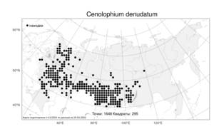 Cenolophium denudatum, Cenolophium fischeri (Spreng.) W. D. J. Koch, Атлас флоры России (FLORUS) (Россия)