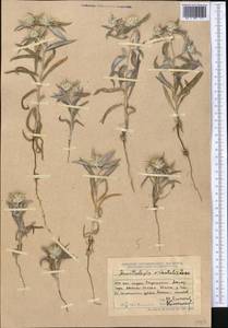 Echinops acantholepis Jaub. & Spach, Средняя Азия и Казахстан, Джунгарский Алатау и Тарбагатай (M5) (Казахстан)