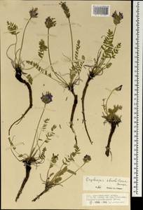 Остролодочник шишковидный Bunge, Монголия (MONG) (Монголия)