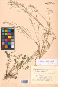 Cardamine pratensis subsp. dentata (Schult.) Čelak., Восточная Европа, Московская область и Москва (E4a) (Россия)