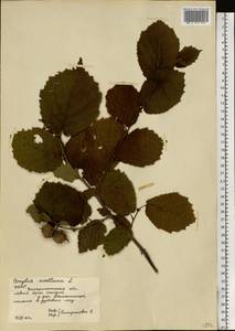 Орешник обыкновенный, Лещина обыкновенная L., Восточная Европа, Западно-Украинский район (E13) (Украина)