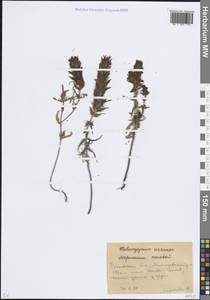 Марьянник полевой L., Восточная Европа, Ростовская область (E12a) (Россия)