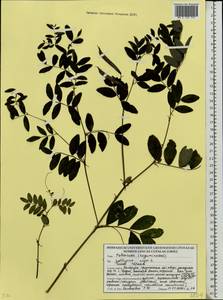 Чина черная (L.) Bernh., Восточная Европа, Белоруссия (E3a) (Белоруссия)