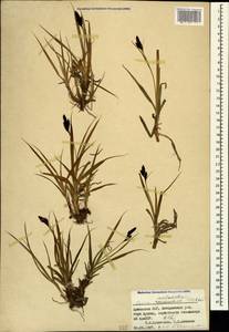 Carex aterrima subsp. medwedewii (Leskov) T.V.Egorova, Кавказ, Армения (K5) (Армения)