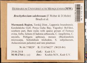 Brachythecium salebrosum (Hoffm. ex F. Weber & D. Mohr) Schimp., Гербарий мохообразных, Мхи - Карелия, Ленинградская и Мурманская области (B4) (Россия)