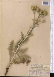 Cousinia tenuisecta Juz., Средняя Азия и Казахстан, Западный Тянь-Шань и Каратау (M3) (Казахстан)
