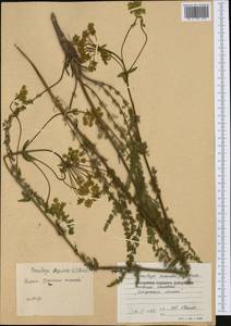 Ферульник лесной (Besser) Rchb., Западная Европа (EUR) (Болгария)