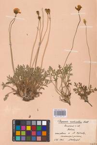 Oreomecon lapponica subsp. lapponica, Восточная Европа, Северный район (E1) (Россия)