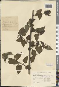 Ежевика, Зарубежная Азия (ASIA) (КНР)