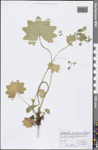 Манжетка Воротникова Czkalov, Восточная Европа, Северный район (E1) (Россия)