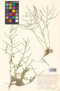 Стеригма каспийская (Lam.) Kuntze, Восточная Европа, Нижневолжский район (E9) (Россия)